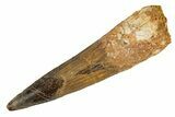 Bargain, Fossil Spinosaurus Tooth - Restored Tip #344547-1
